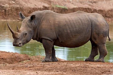 Fototapeta premium White Rhino (Ceratotherium simum) in Hlane Royal National Park. Eswatini. Africa.