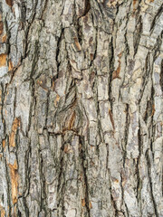 The texture of the bark of an old apple tree