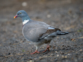Ringeltaube (Columba palumbus)