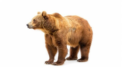Fototapeta premium Cinnamon Bear full body isoloted on white background , 