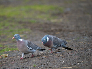 Ringeltaube (Columba palumbus)