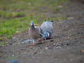 Ringeltaube (Columba palumbus)