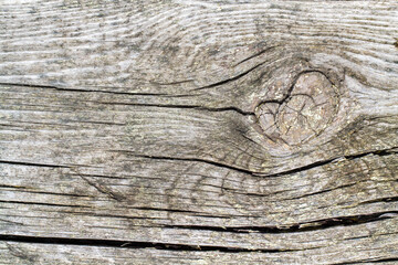 The texture of old wood with a knot. Cracked wooden plank close-up.