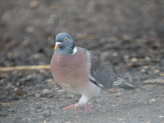 Obraz premium Ringeltaube&nbsp;(Columba palumbus)