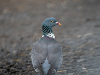 Ringeltaube (Columba palumbus)