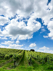 Obraz premium Vineyards of fresh grapes on the hills of the Langhe, in the country of Barolo, Piedmont, Italy on a clear July day. Green rows of vines with bunches of