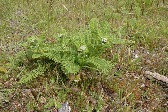 Closeup on a North-American Dune or Eastern Tancy at the Oregon coast in Bandon