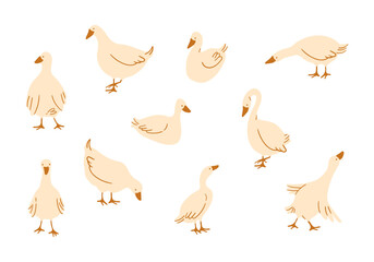 Geese poultry hand drawn elements