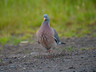 Ringeltaube (Columba palumbus)