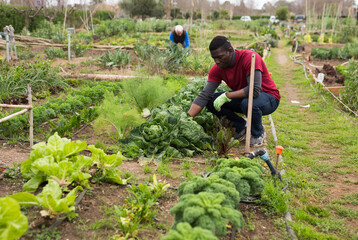 Portrait of african-american man gardener while harvesting of cabbage in garden