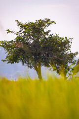 tree in the field