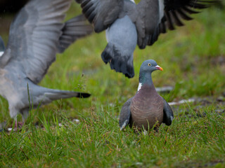 Ringeltaube (Columba palumbus)