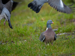 Ringeltaube (Columba palumbus)