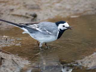 Bachstelze (Motacilla alba)