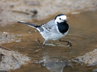 Bachstelze (Motacilla alba)