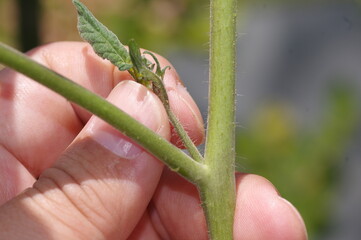 ミニトマトの脇芽かき