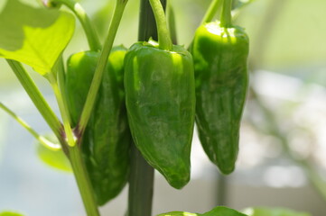 家庭菜園で栽培中のピーマン