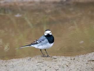 Bachstelze (Motacilla alba)