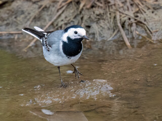 Bachstelze (Motacilla alba)