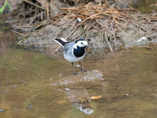 Obraz premium Bachstelze&nbsp;(Motacilla alba)