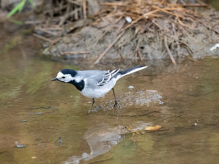 Bachstelze (Motacilla alba)