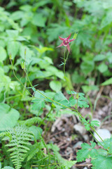 a star shaped flower in the wild