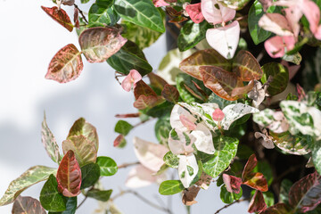 ハツユキカズラ