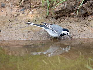 Bachstelze (Motacilla alba)