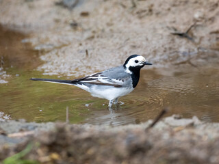 Bachstelze (Motacilla alba)