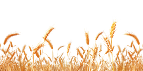 Ears of wheat isolated on transparent background with place for your text.