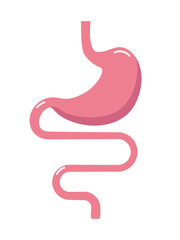 Fototapeta premium Digestive tract illustration. Gastrointestinal tract. Intestines, guts, stomach
