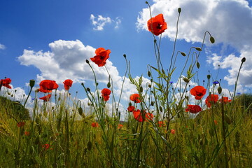corn poppies at the edge on the field