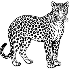 leopard