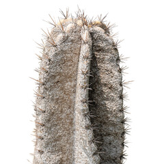 Cereus cactus having problem with scale insect attached and sucking sap from this plant.