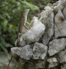 Small gray lizard on gray rocks in the wild, picture for international lizard day.