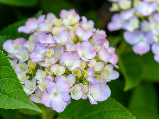 公園に咲いた赤紫色の紫陽花