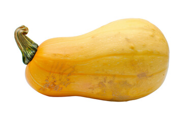 A large yellow squash with a green stem