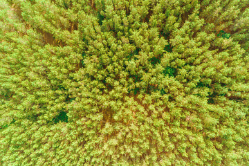 pine forest, overhead view from a drone. Background for textures