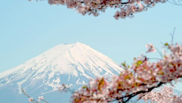 4K : Landscape Mount Fuji in spring season with cherry tree in full bloom,at Lake kawaguchiko in japan.