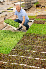 Positive male gardener swaps pallets with young deren transplant seedlings for full formation of plant. Cultivation of high-quality seedlings for export © JackF