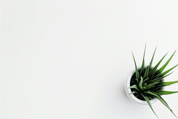 Minimalist White Background with Small Plant