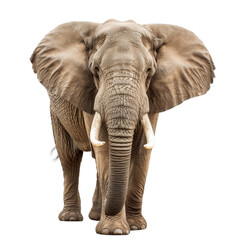 Majestic elephant standing tall, showcasing its large trunk and tusks, isolated on white background. Perfect for wildlife and nature themes.
