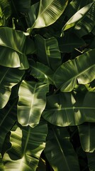 Fototapeta premium A close-up of banana leaves illuminated by the sun