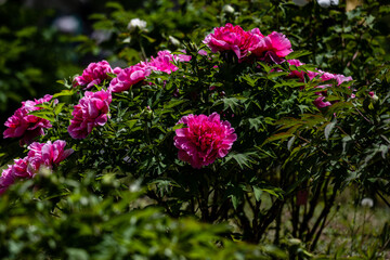Peony flowers blooming in early summer