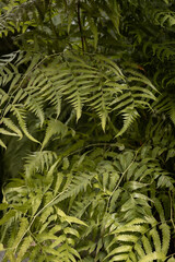 Tropical palm trees in greenhouse.Greenhouse with exotic plants.Botanical Garden