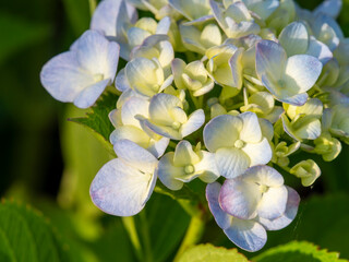 公園に咲いた青紫色の紫陽花