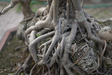 tree roots in the forest. Bonsai Tree Art - Stunning Miniature Tree Photography