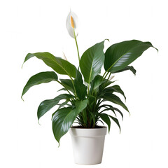 Full and Cascading Potted Peace Lily with Transparent Background