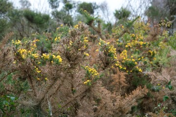 Ulex parviflorus Closeup: Vibrant Photography of Gorse Flowers in Natural Setting