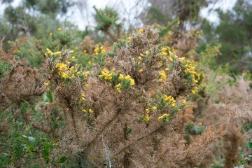 Ulex parviflorus Closeup: Vibrant Photography of Gorse Flowers in Natural Setting